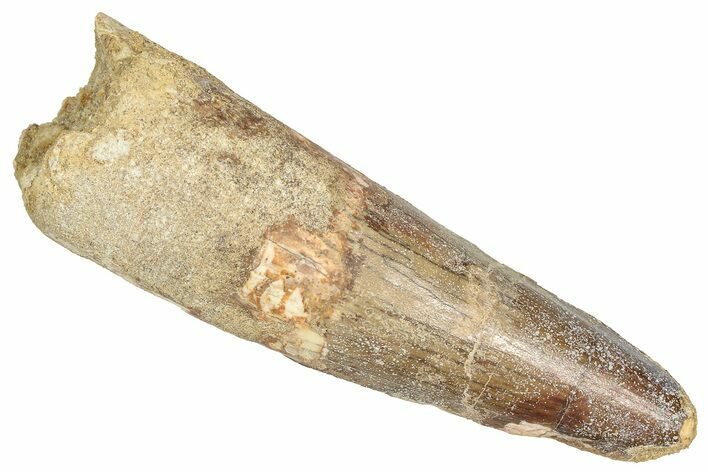 Fossil Spinosaurus Tooth - Feeding Worn Tip #373912